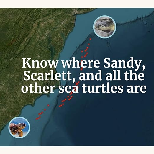 Beach Patrol - Turtle - Track Turtle - SS - S24 - Adult T-Shirt