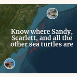 Bikini Turtle - Track Turtle - SS - S24 - Adult T-Shirt